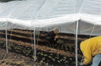 Plastic tunnels